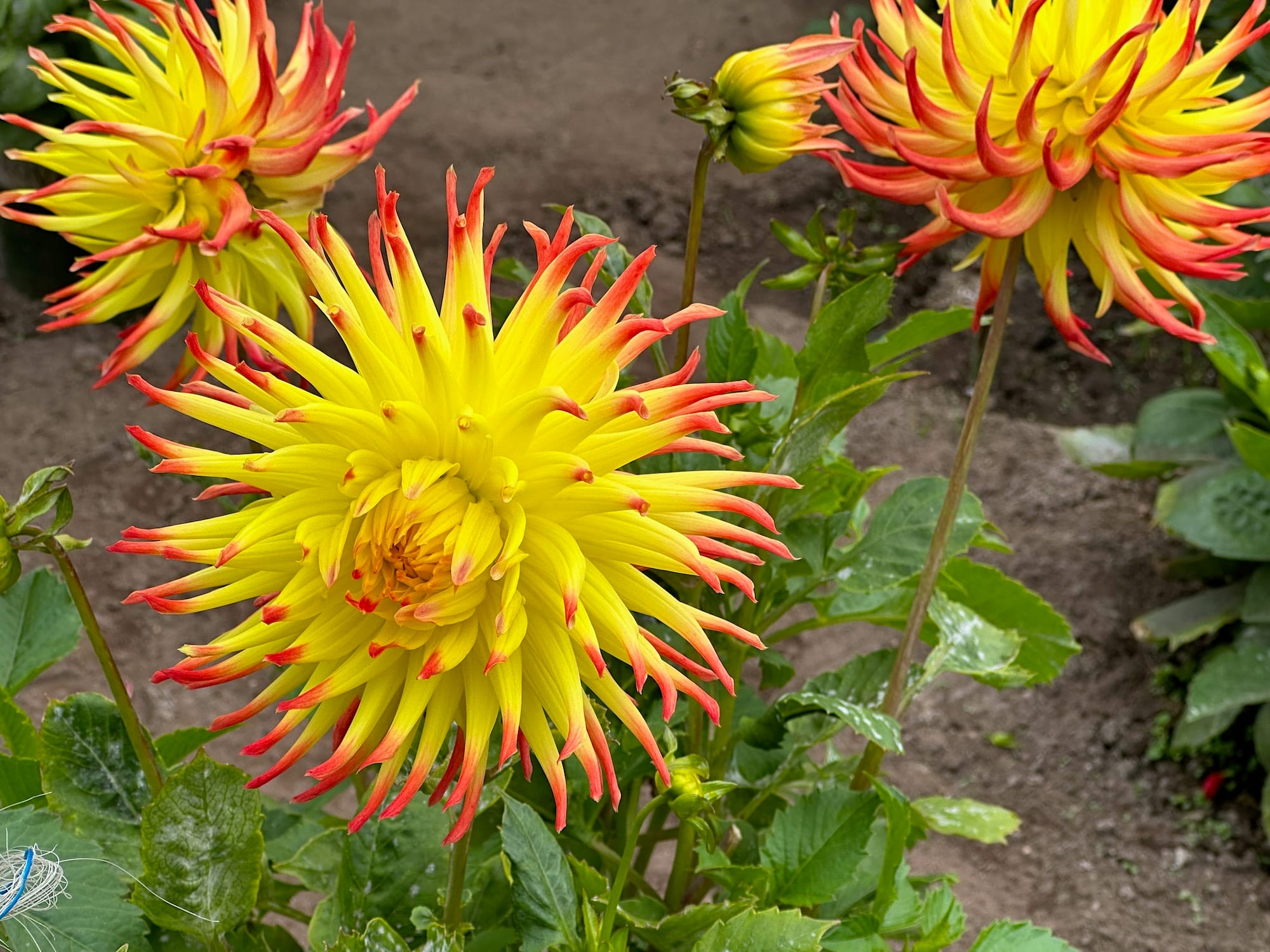 Photo of three star-shaped dahlia flowers in Golden Gate Park